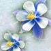 Columbine Flower Photography -8x8 Print -Blue Flower -Blue Home Decor -Wildflower Print -Gifts for Mom -Square Art -Colorado Photography