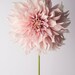 Flower Photography - Floral Still Life Photography, Pink Dahlia, Cafe au Lait, Wall Decor, Wall Art