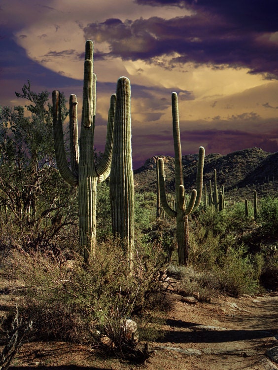 Saguaro Cactuses in Saguaro National Park number 0006 A Fine Art Wall Decor Photograph