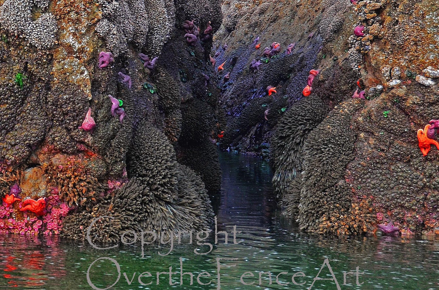 Nature Photography Bright Colorful Starfish on Rock at Low Tide in Pacific Ocean Copalis Beach Washington
