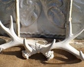 Faux Taxidermy/ Antlers/ Wall Decor Antlers/ Anthropologie Style Antlers/ Deer /  Antlers Mount / Woodland/ Hunter/ Man's Den/ Mancave