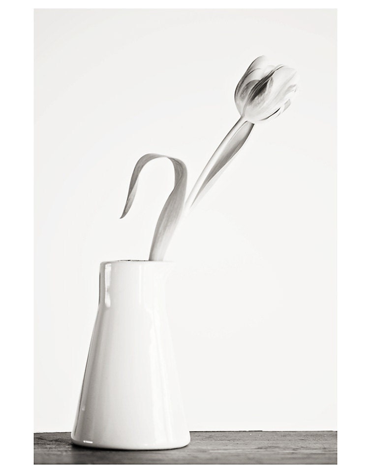 tulip black and white photo print - whimsical fine art still life photography, simplicity, bloom, table, vase, curve - 14x11