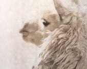 8x10 alpaca animal photography magical winter scene