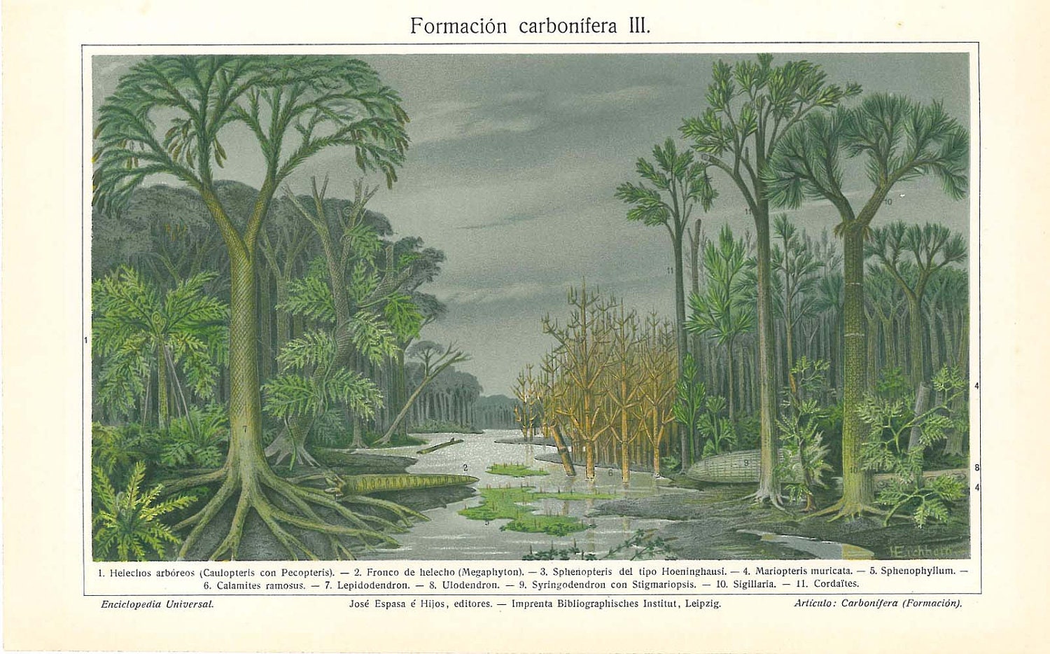 Extinct Plants Antique Color Lithograph Carboniferous Ferns