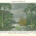 Extinct Plants Antique Color Lithograph Carboniferous Ferns
