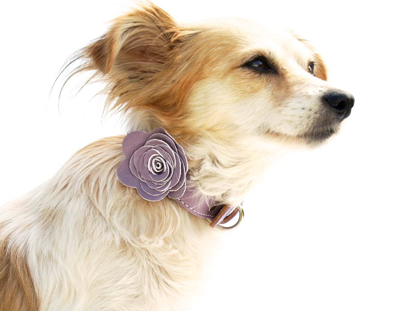 The Flower Child Dog Collar - Lavender