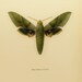 Gaudy Sphinx Moth, Butterfly Moth Print, Olive Green, Egyptian Wall Decor, 1960s Artist Illustration (Lithograph Art No. 64-2)