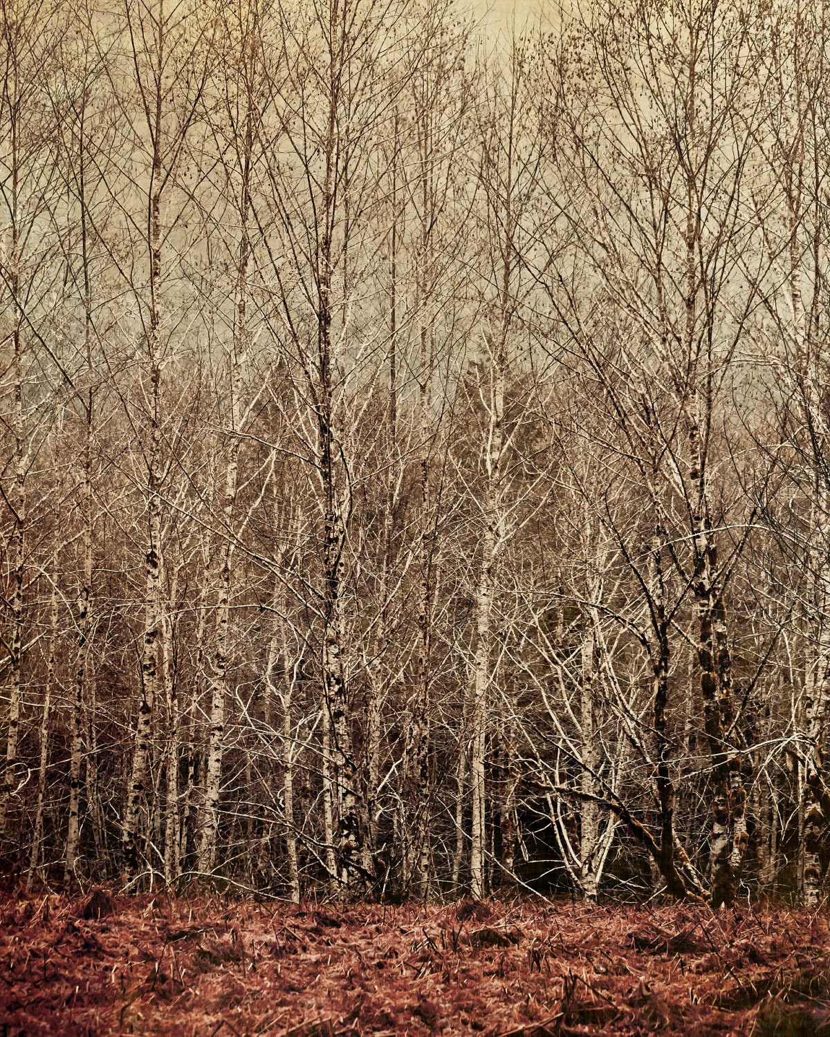 Autumn Forest Floor, Olympic National Park 8 x10 Fine Art Photography Print