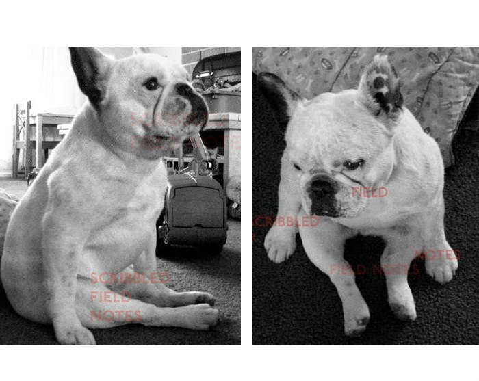 Dog Postcard Set (4) - Cute French Bulldog Photo Cards