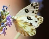 Spotted butterfly photo, nature photography, white, black & lavender home decor, 5x5 fine art print