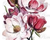 MAGNOLIA Digital Downloads, Large Digital Image, pink magnolia clipart, vintage botanical illustration 078