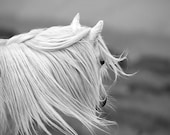 Black and white horse photo, fine art photography print, white pony, animal photography, 36 x 24