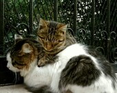 Sleeping Together - Cat Photography  - Animal Photography - Cat Lovers - Fine Art Photography - Home Decor - Wall Decor