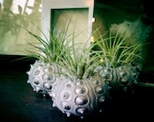 silver trio // 3 pineapple // air plant gardens