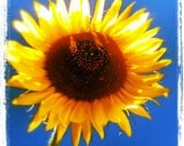 Sunflower, BE SUNNY - Yellow Flower and Blue Sky Square 4X4 Happy Photograph, Summer