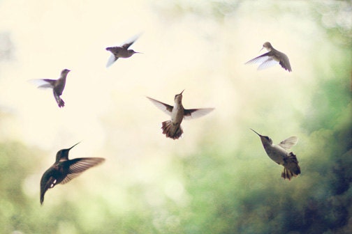 Hummingbird Photography Photo of Hummingbirds in Flight, Whimsical Nursery Decor, Aqua Sea Green Brown Whtie Wall Art, Clouds 8x12 Print