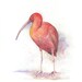 Bird, bird print, giclee art, fine art giclee, Watercolor giclee, original art work, Red Libis, Original watercolor, giclee print