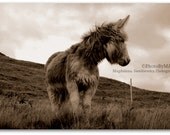 Donkey Photography, Irish Landscape 5x7 inch (13x18 cm) -   Fine Art Photography - Home decor - Gift Idea