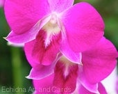 Pink Orchids Fine Art Photo Greeting Card (Custom Print Available) Floral, Nature Photography,  (Valentine, Mother's Day, Birthday)