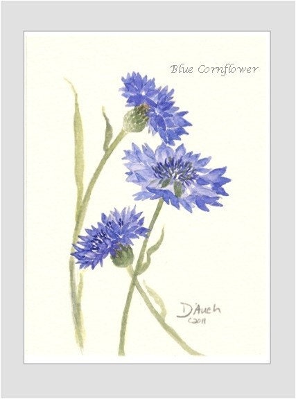 Blue Cornflower art print - Original Watercolor Painting by Jamie Dauch Michigan artist - Cottage decor - Home and Garden - flower - JKDAUCH