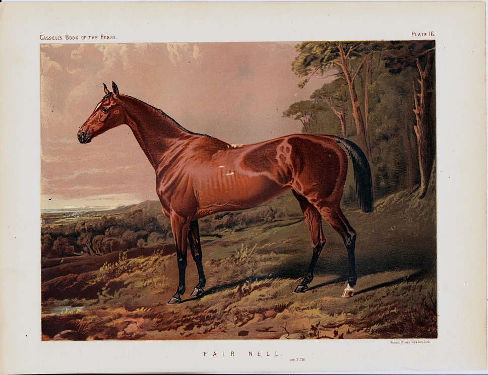 1890 Gorgeous BROWN HORSE Antique fine lithograph. 122 years old nice print.