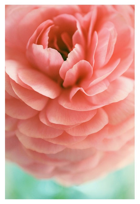 Photography - Flower Photograph - Nature Photography - Pink -  Ranunculus - Samba -  Spring - Original Fine Art Photograph