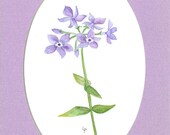 floral SFA watercolor PHLOX original matted