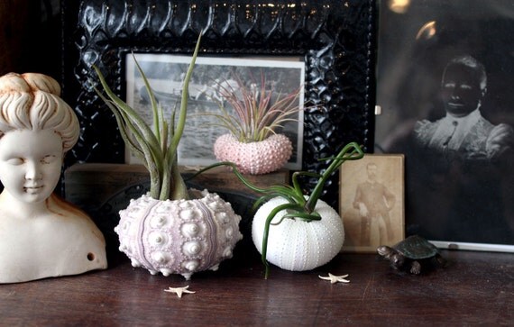 mixed trio // air plant sea urchins // by robincharlotte