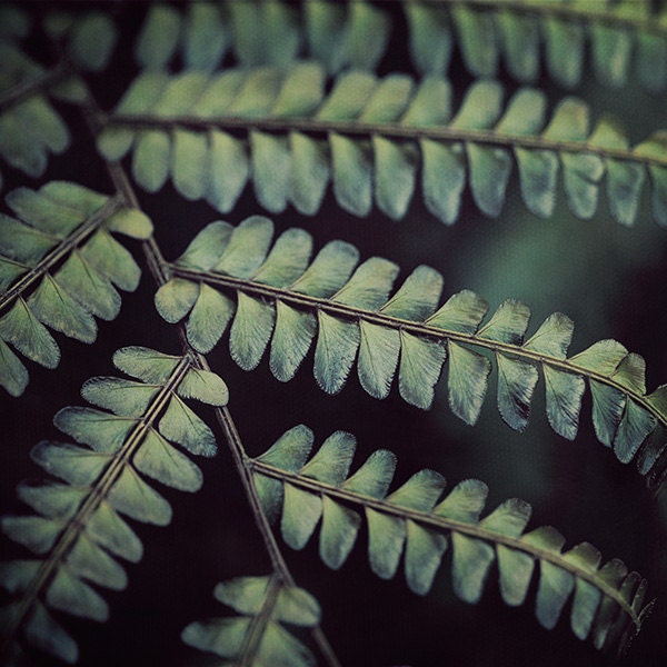 Teal Botanical Print, Nature Photography, Spring, Dark Blue Green Plant Leaves, Garden, Macro Photograph - The Secret Life of Plants