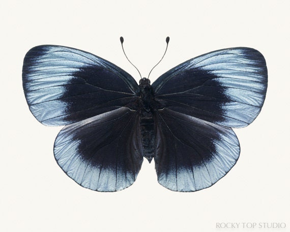 Butterfly Art, Nature Photography, Dusk Blue Butterfly Photo, Animal Art Print, Wall Art, Nature Wall Decor, Still Life Fine Art Photograph