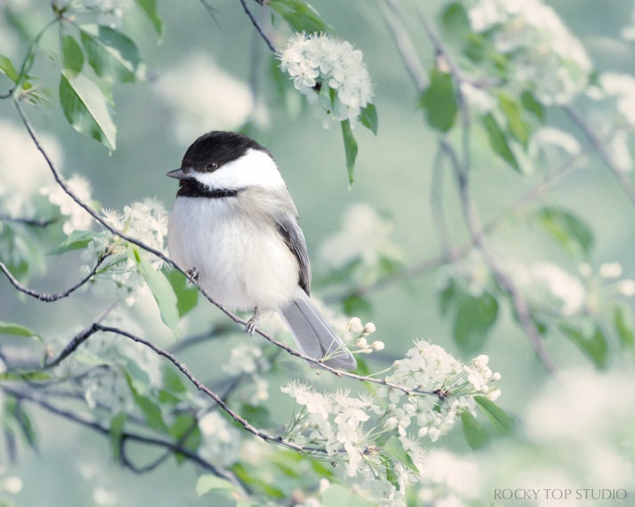 Bird Photography Print, Nature Photography, Woodland Animal Art Print, Bird Print, Bird Art, Animal Photography, Emerald Green, Chickadee
