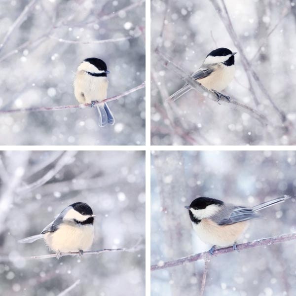 16x16 Large Photo Set, Bird Art Set, Animal Art Prints, Large Prints, Fine Art Photos, Wall Decor, Winter Photographs, Chickadee Art