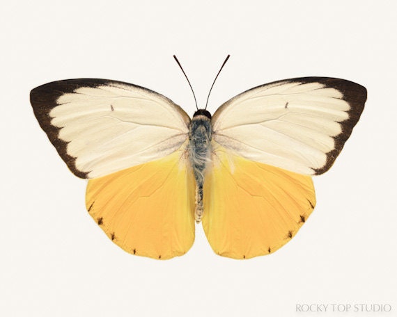 Yellow Butterfly Print, 8x10 Fine Art Photography Print, Natural History Print, Nature Art, Insect Art, Entomology Art, Butterfly Wall Art