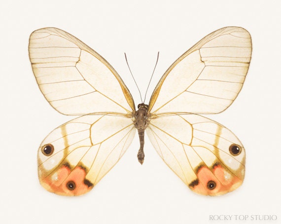 Orange Butterfly Art Print, 8x10 Nature Photograph, Glasswing Butterfly Wall Art, Natural History Art, Entomology Print, Nature Photography