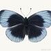 Butterfly Art, Nature Photography, Dusk Blue Butterfly Photo, Animal Art Print, Wall Art, Nature Wall Decor, Still Life Fine Art Photograph