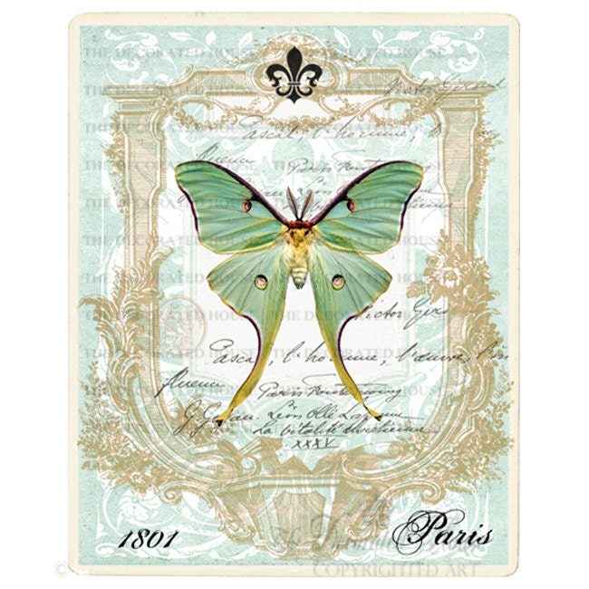 Butterfly Art Print. Luna Moth Vintage Style.  Blue Green Aqua.  8 x 10 inches. The Decorated House on Etsy