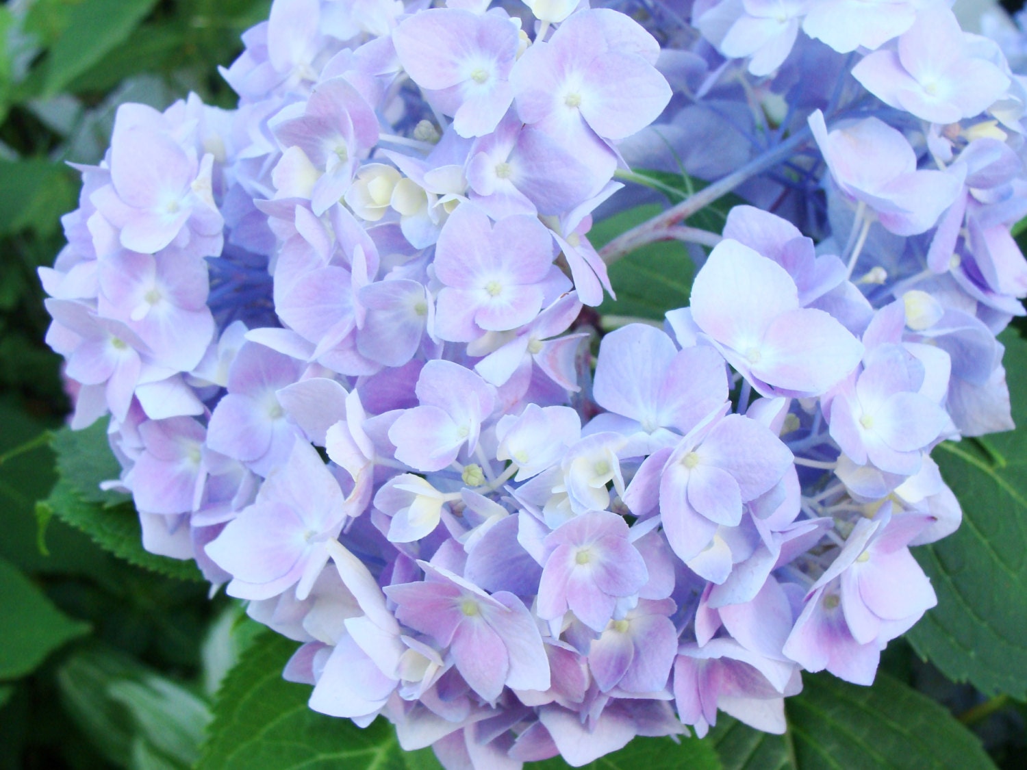 Sun Kissed Hydrangea Natural Body Wash  Made From Scratch 8 Ounces All Natural Liquid Soap Hand Soap