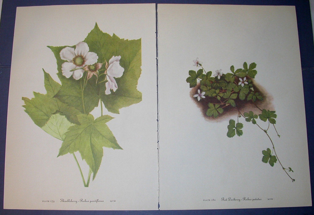 Set of 4 Vintage 1953 Color Print Wild Flowers of America
