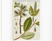 Salix glabra -  vintage botanical printed on old dictionary page