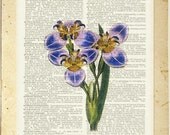 vintage flower VII - printed on page from old dictionary