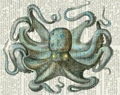 octopus IV - beautiful vintage sea creatures  printed on old page from dictionary