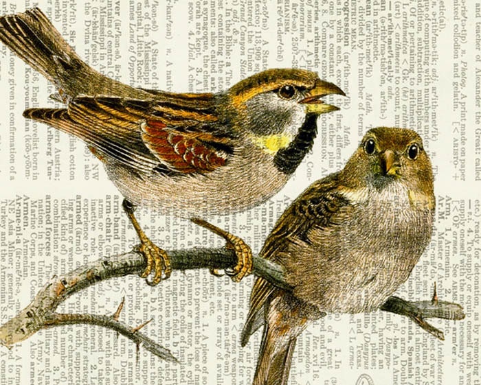 birds - two sweet vintage birds - printed on page from old dictionary