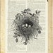 birds nest I - vintage bird nest artwork printed on page from old dictionary