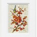 blossoms - 16oo's artwork reproduction printed on page from vintage dictionary