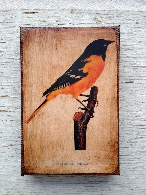 Vintage Bird Balitmore Oriole  Specimen 1904 -  Small Wall Art