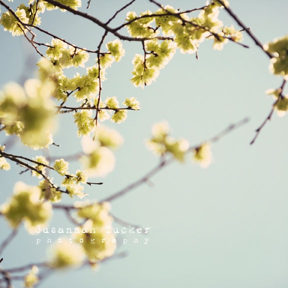 FREE SHIPPING pale lemon drops - 8x8 spring blossom photo, blue sky, pale yellow blossoms, shabby chic, floral, botanic, spring decor