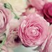 SALE Pink Flower Photograph, 8x12 Print, Ranunculus Bunch, Shabby Chic, Romantic Flower Photo, Nature Photography