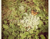 5x5 Fine Art Photograph - Queen Anne's Lace -  Instagram photo