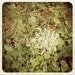5x5 Fine Art Photograph - Queen Anne's Lace -  Instagram photo