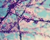 Nature Photography - Spring flowers wall art - aqua teal - pink tree blossoms - dusty rose honeysuckle pink photograph - 8x10 - Redbud Tree